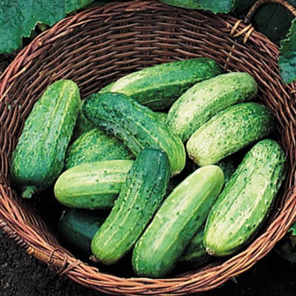 Vegetable Weezie's Cucumber 'Bush Pickle'