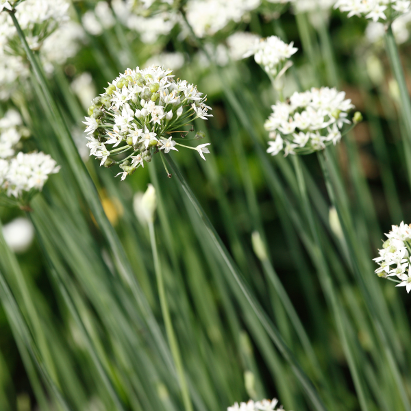 Herb Weezie's Chives 'Garlic'