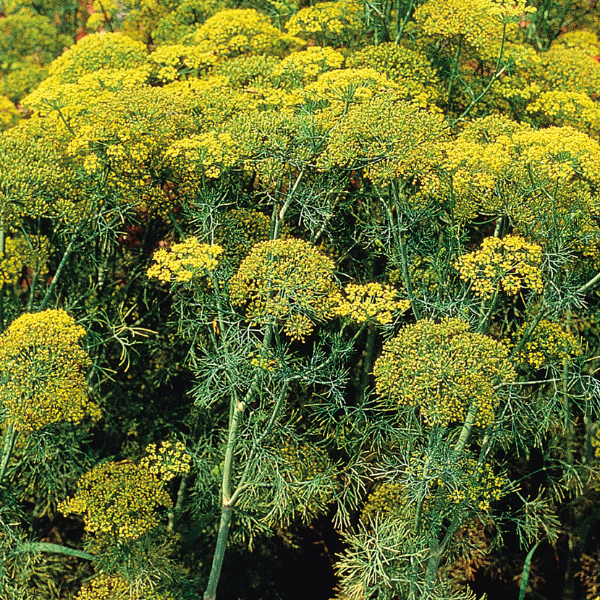 Herb Weezie's Dill 'Fernleaf'