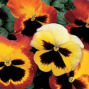 Pansy viola x wittrockiana 'Delta Fire'