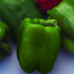 Peppers 'Better Belle IV'