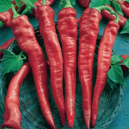 Vegetable 'Pepper Cayenne Long Thin'