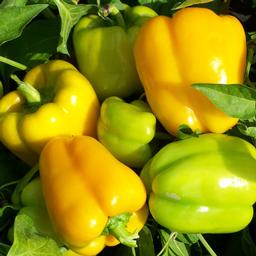 Vegetable 'Pepper Flavorburst Hybrid'