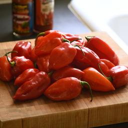 Vegetable 'Pepper Primero Red'