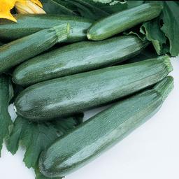 Vegetable 'Squash Balls Zucchini II'