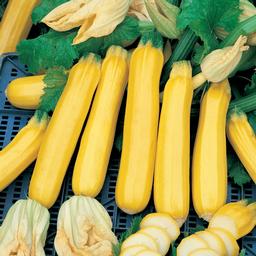 Squash 'Golden Zebra Zucchini'