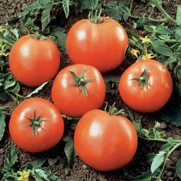 Weezie's Garden 'Tomato Beefsteak'