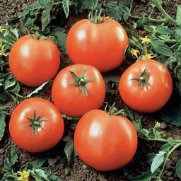 Tomato 'Beefsteak'