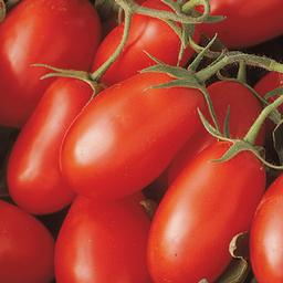 Tomato 'La Roma III Red'