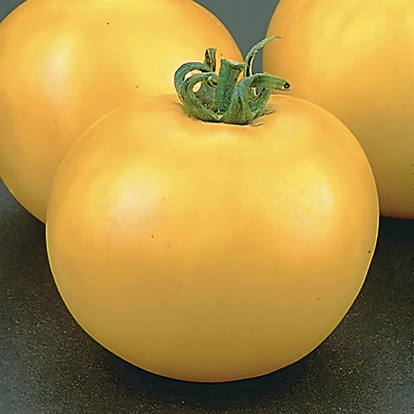 Tomato 'Lemon Boy'