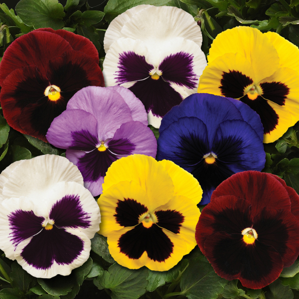 Pansy viola x wittrockiana 'Spring Matrix Blotch Mix'