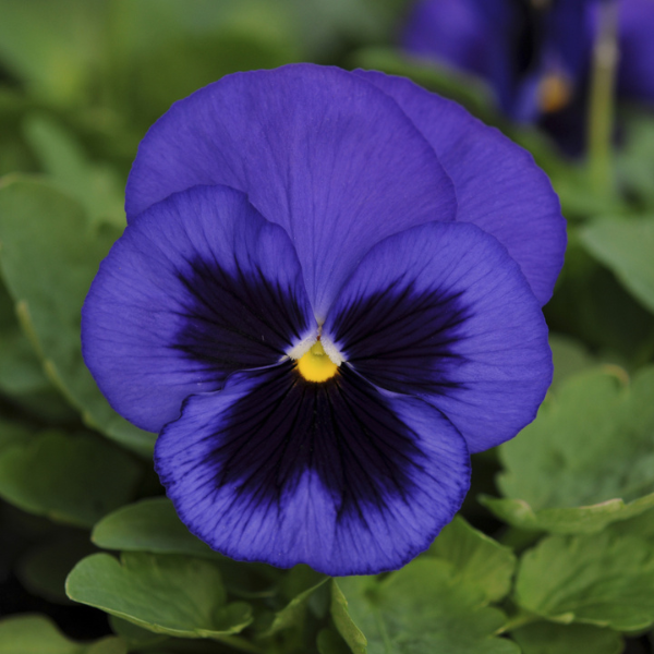 Pansy viola x wittrockiana 'Spring Matrix Blue Blotch'