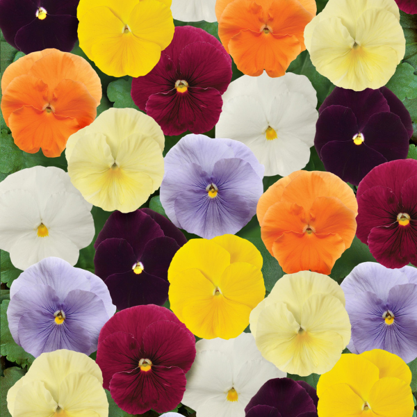 Pansy viola x wittrockiana 'Matrix Clear Mix'