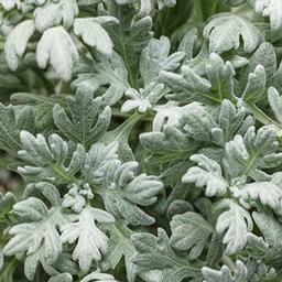 Artemisia ludovicianai 'Silver Bullet'