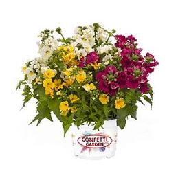 Confetti Garden 'Berry Blend'