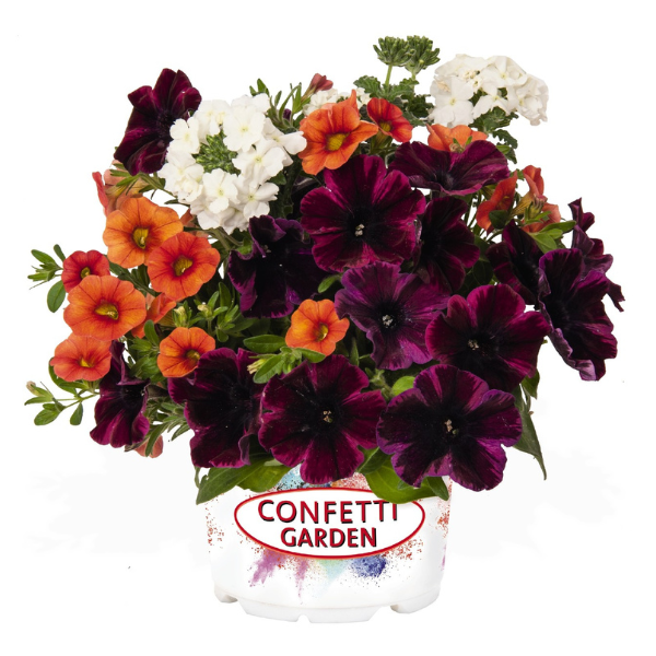 Confetti Garden 'Blaze of Glory'