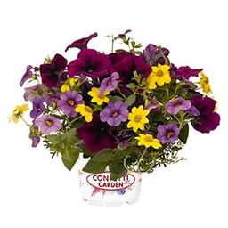 Confetti Garden 'Compact Nightlights'