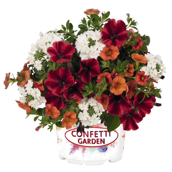 Confetti Garden 'FireFlash'