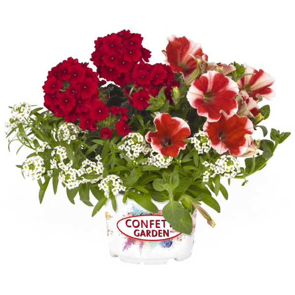 Confetti Garden 'Glossy Strawberry'