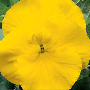 Pansy viola x wittrockiana 'Delta Premium Pure Yellow'