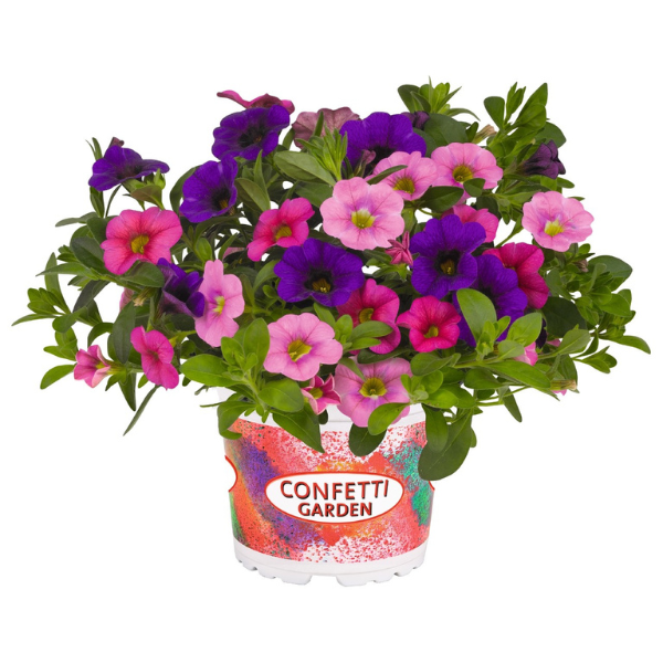 Confetti Garden 'Hawaiian Kona Flamingo'