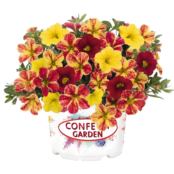 Confetti Garden 'Hawaiian Nani Pixi Stix'