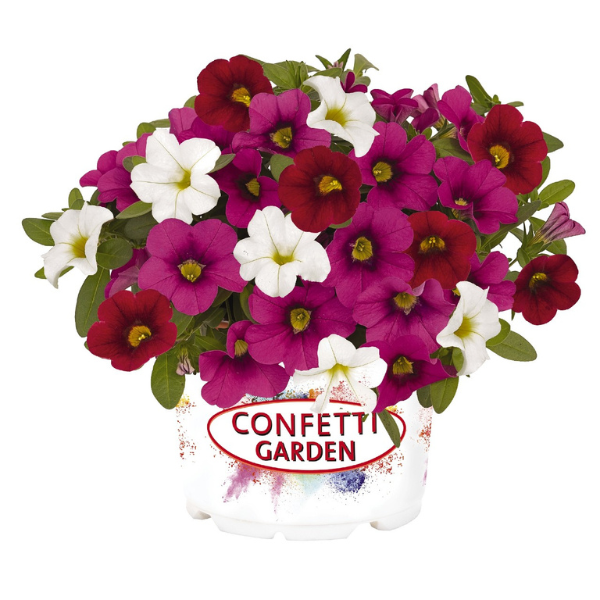 Confetti Garden 'Hawaiian Nani Valentine'