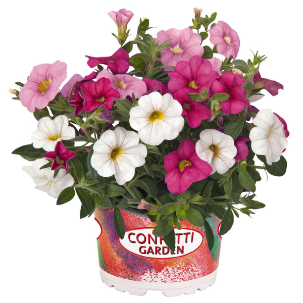 Confetti Garden 'Hawaiian Pink Fusion'