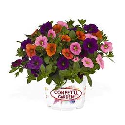 Confetti Garden 'Hawaiian Sunset Paradise'