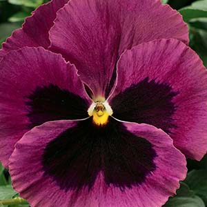 Pansy viola x wittrockiana 'Delta Premium Rose Blotch'