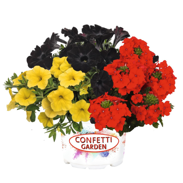 Confetti Garden 'Oktoberfest'