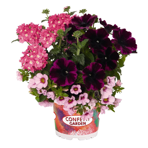 Confetti Garden 'Pirate's Beauty'