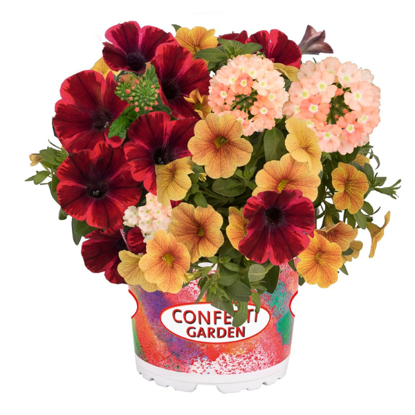 Confetti Garden 'Pumpkin Spice'