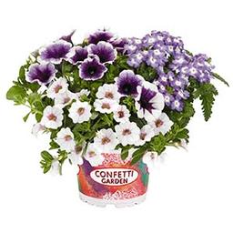 Confetti Garden 'Purple Halo'