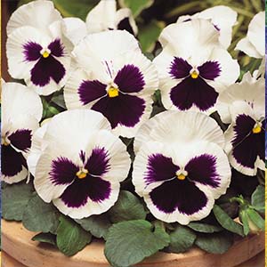 Pansy viola x wittrockiana 'Delta Premium White Blotch'
