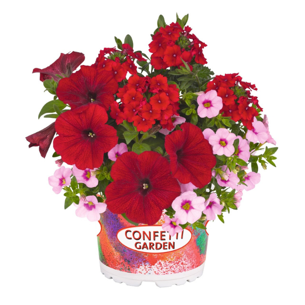 Confetti Garden 'Rockin Red '23'