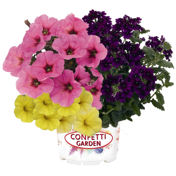 Confetti Garden 'Season Opener'