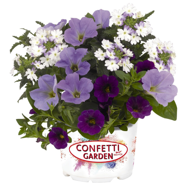 Confetti Garden 'Shocking Blue'