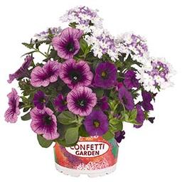 Confetti Garden 'Shocking Purple'