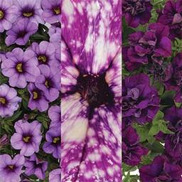 Confetti Garden 'Sparkle Purple'