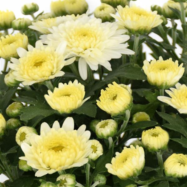 Mum chrysanthemum x morifolium 'Soul Sister White'