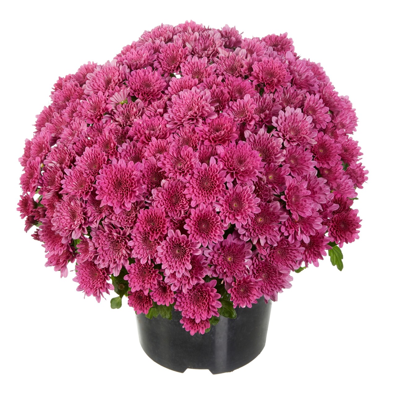 Mum chrysanthemum x morifolium 'Buzz Lavender'