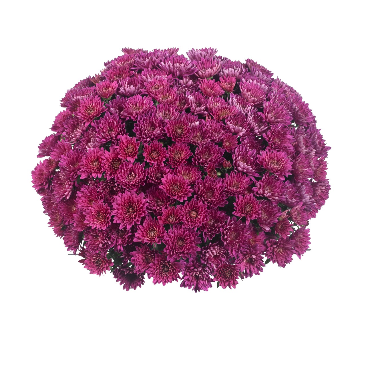 Mum chrysanthemum x morifolium 'Ecstatic Purple'