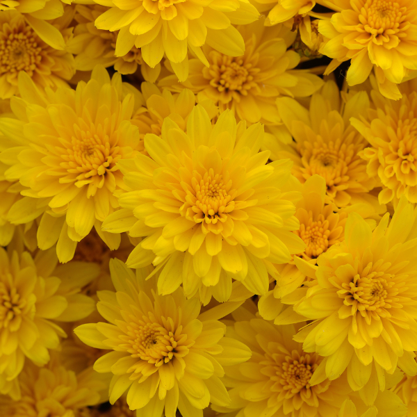 Mum chrysanthemum x morifolium 'Gold Riot'