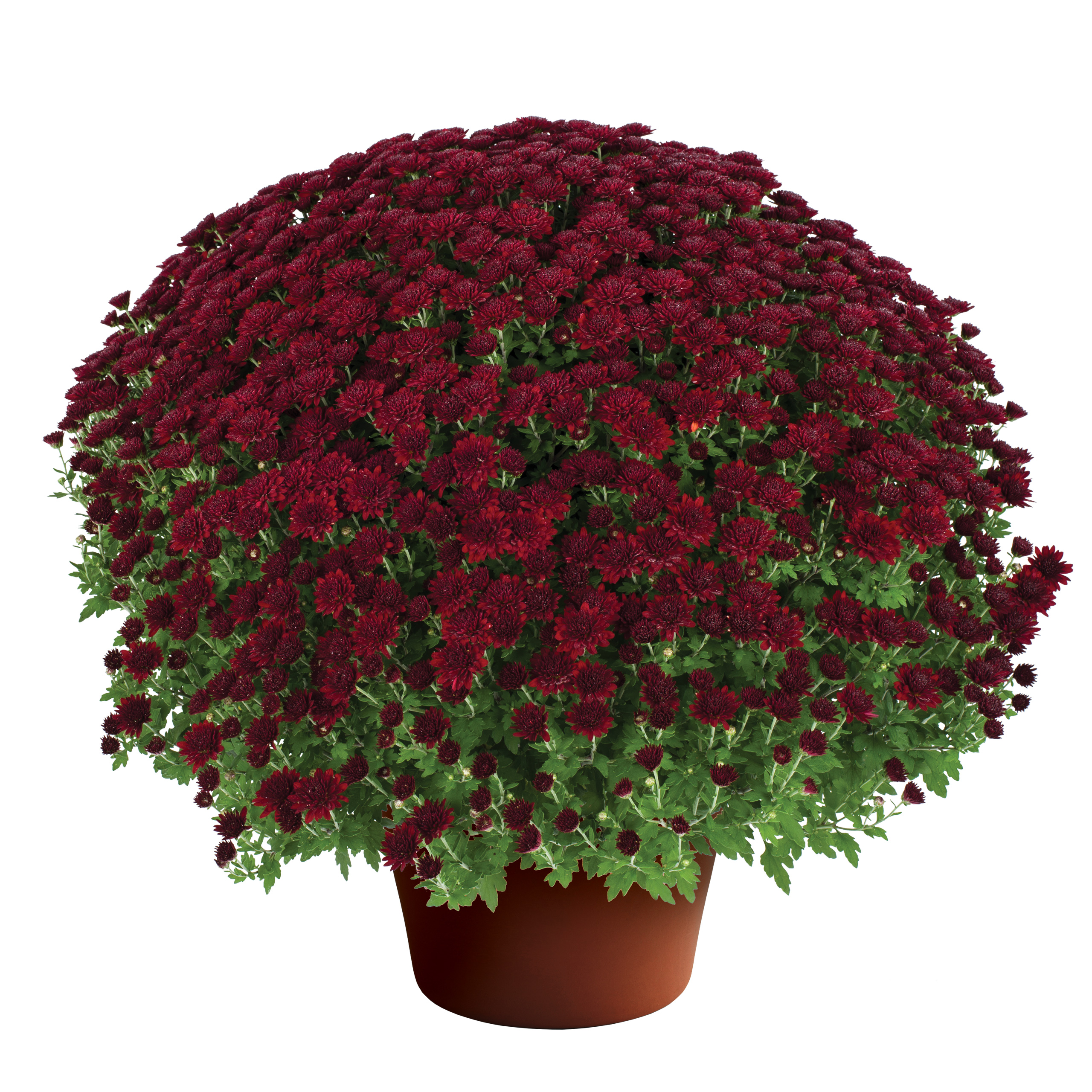 Mum chrysanthemum x morifolium 'Kathleen Dark Red'