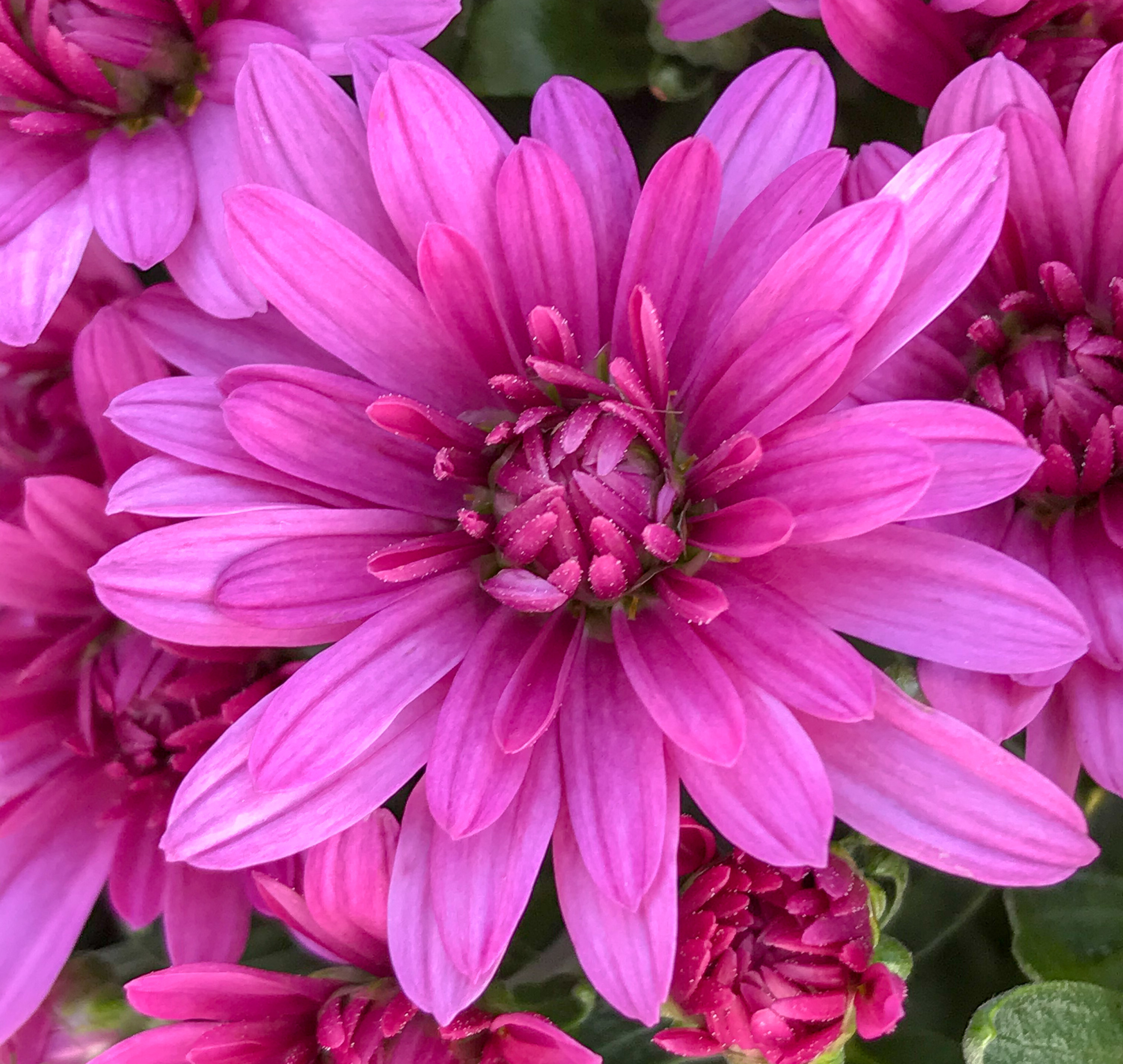 Mum chrysanthemum x morifolium 'Misty Lilac Pink'