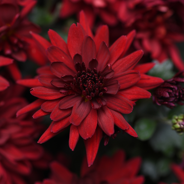 Mum chrysanthemum x morifolium 'Mumma Mia Red'