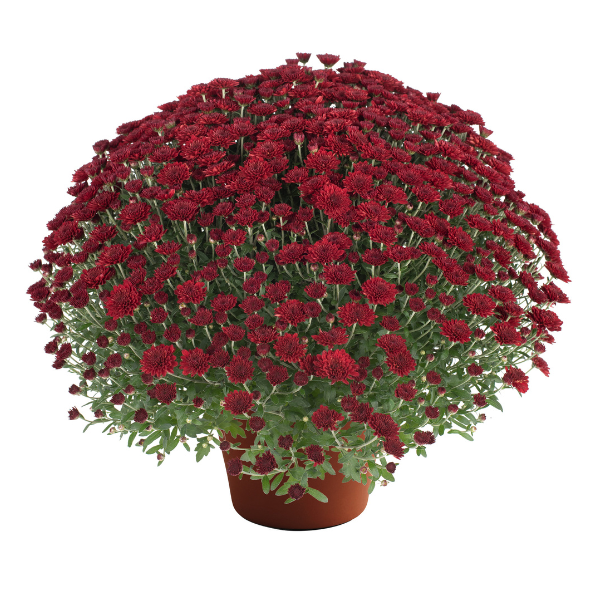 Mum chrysanthemum x morifolium 'Selena Red'