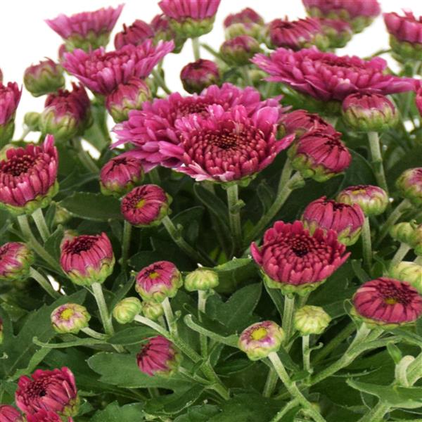 Mum chrysanthemum x morifolium 'Soul Sister Dark Pink'