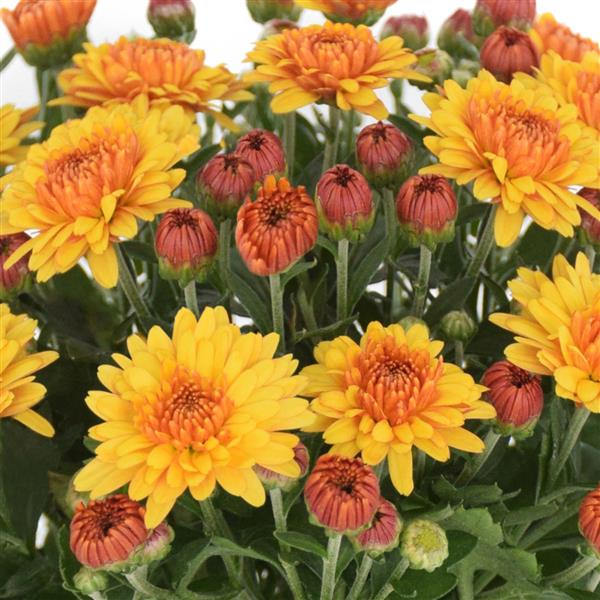 Mum chrysanthemum x morifolium 'Soul Sister Orange'